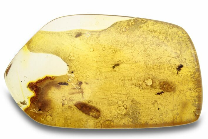 Polished Colombian Copal ( g) - Ants, Flies & Beetles #263981